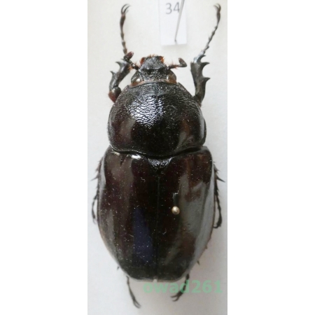 Augosoma centaurus (Fabricius, 1775) female Tanzania 51mm34